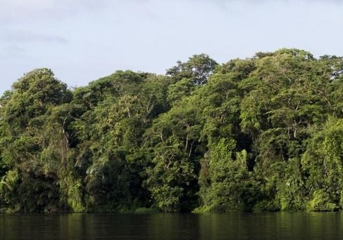 Miss Junies Lodge Tortuguero Exterior photo